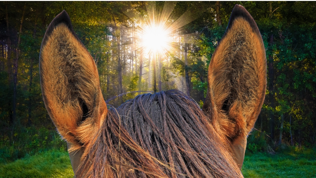 The Best View is Between a Horse's Ears